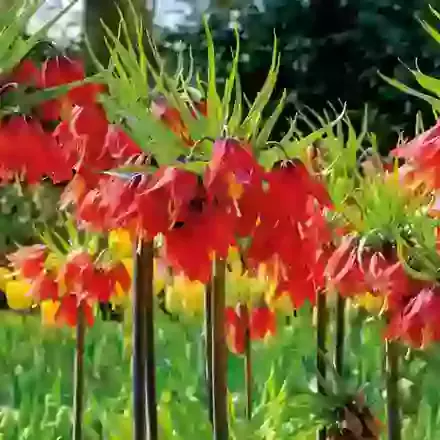 Imperialis Red Beauty
